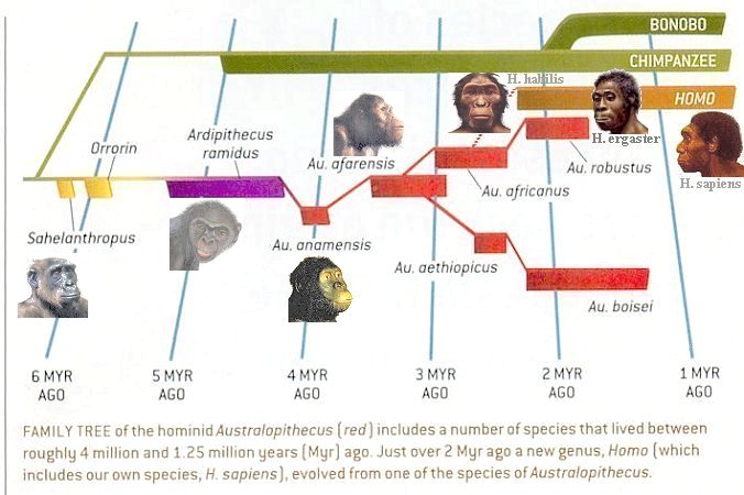 The human family tree essay genealogy documentaries